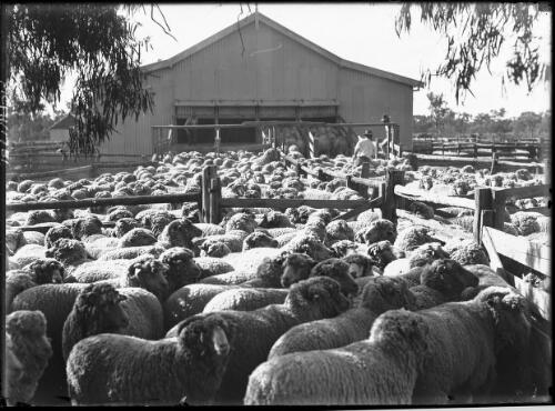 [Mob of sheep outside a shearing shed] [picture] / [Frank Hurley]