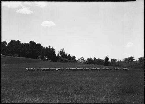 [Mob of sheep viewed from afar in a paddock with a homestead in the distance] [picture] / [Frank Hurley]