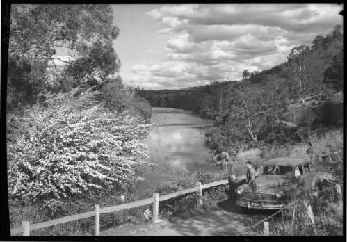 Road to the Salmon Ponds, plenty (?) [picture] : [New Norfolk, Tasmania] / [Frank Hurley]