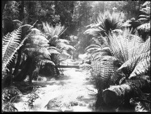 Tree ferns below the falls [Russell Falls] [picture] : [Mount Field National Park, Tasmania] / [Frank Hurley]