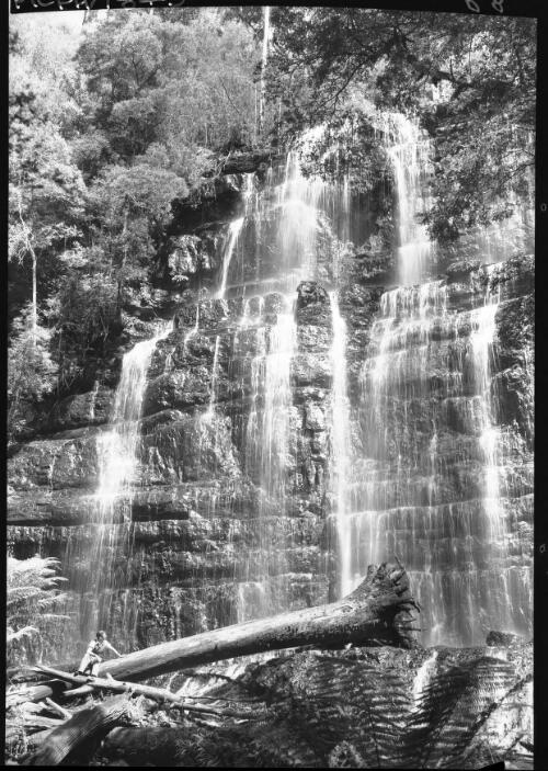 Falls in summer [with fallen tree in centre, Russell Falls] [picture] : [Mount Field National Park, Tasmania] / [Frank Hurley]