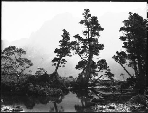 Age old trees & rocks of ages, pines [The Artists Pool] [picture] : [Cradle Mountain, Tasmania] / [Frank Hurley]