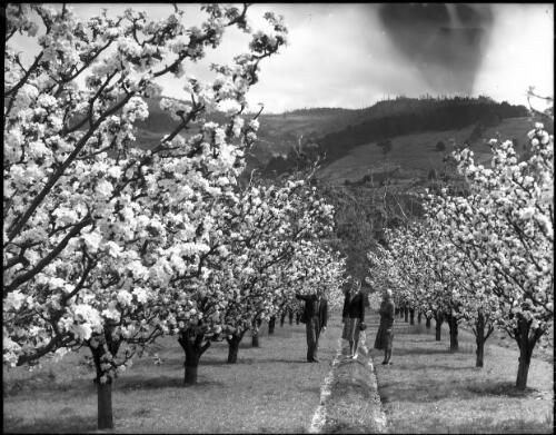 View looking along orchard rows [with three figures] [picture] : [Huon District, Tasmania] / [Frank Hurley]