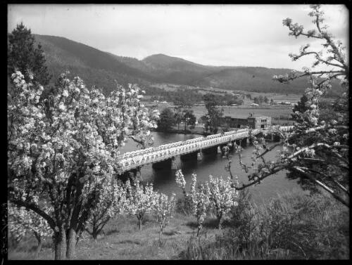 Bridge with blossom [over Huon River, 1] [picture] : [Huon District, Tasmania] / [Frank Hurley]