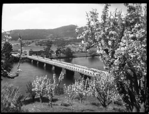Bridge with blossom [over Huon River, 2] [picture] : [Huon District, Tasmania] / [Frank Hurley]
