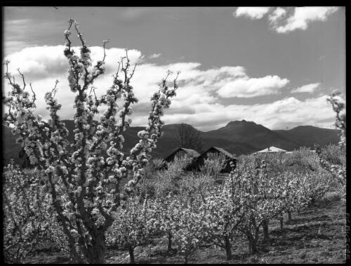 Sleeping Beauty, home amid the blossoms [picture] : [Huon District, Tasmania] / [Frank Hurley]