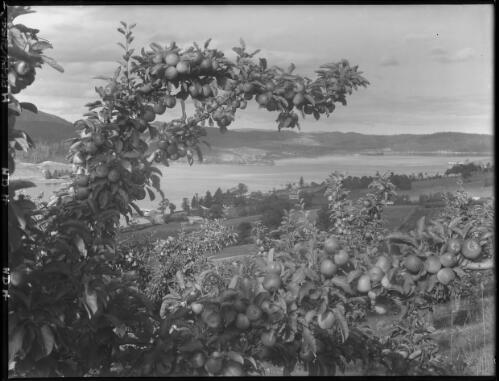 Cygnet Bay through orchard [apples and apple trees] [picture] : [Huon District, Tasmania] / [Frank Hurley]