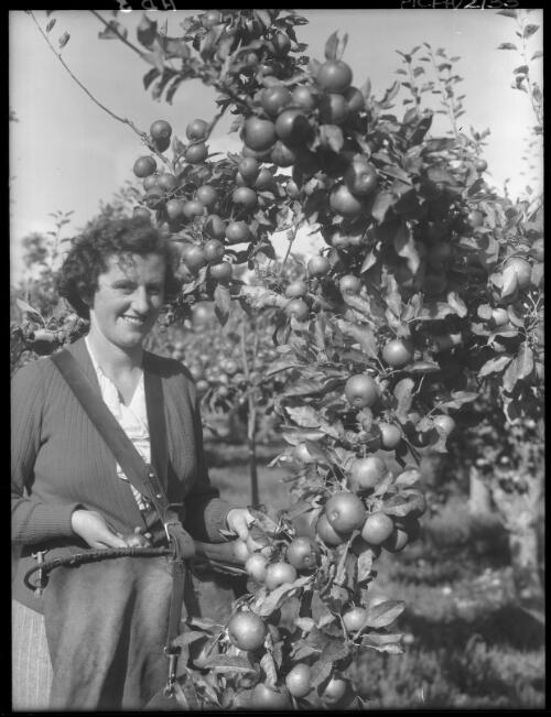 Apple picking, vertical, one figure [woman with basket and straps] [picture] : [Huon District, Tasmania] / [Frank Hurley]