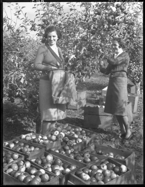Apple picking with cases in Fground, Cygnet [two women] [picture] : [Huon District, Tasmania] / [Frank Hurley]