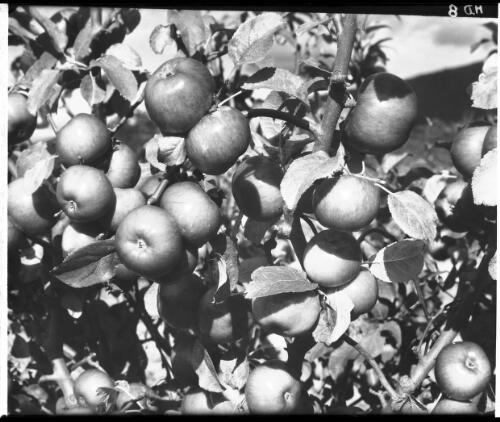 Close up, apples [picture] : [Huon District, Tasmania] / [Frank Hurley]