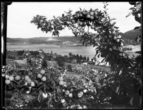 Overhanging bow from color plate [bough of tree with apples and the Huon River beyond] [picture] : [Huon District, Tasmania] / [Frank Hurley]