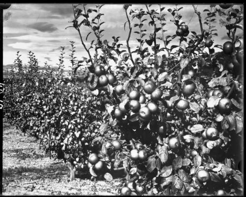 Orchard democrats from color plate [rows of apple trees with fruit] [picture] : [Huon District, Tasmania] / [Frank Hurley]