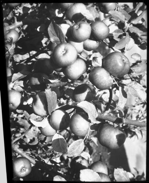 Close up apples [on tree, 2] [picture] : [Huon District, Tasmania] / [Frank Hurley]