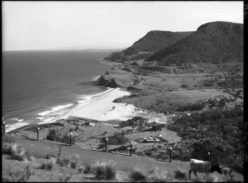 Stanwell Park from Bald Hill with a cow on the road and posts, South Coast, New South Wales [picture] / Frank Hurley