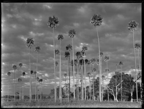 Cabbage tree palms, Albion Park [picture] : [South Coast, New South Wales] / [Frank Hurley]