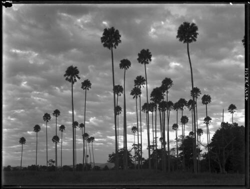 Cabbage tree palms, Albion Park [picture] : [South Coast, New South Wales] / [Frank Hurley]