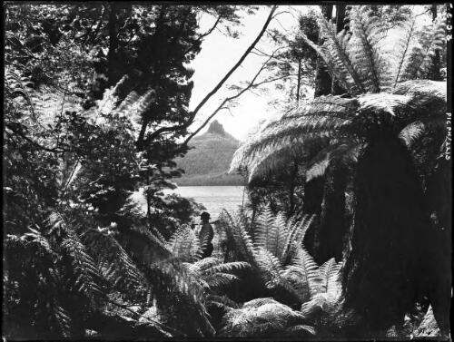 Mt Ida through tree ferns, horiz. [picture] : [Lake St Clair, Tasmania] / [Frank Hurley]