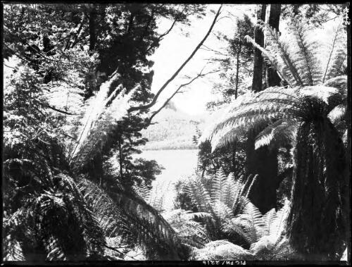 Mt Ida through tree ferns [picture] : [Lake St Clair, Tasmania] / [Frank Hurley]