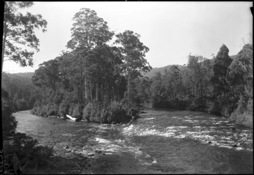 [River scene] [picture] : [Lake St Clair, Tasmania] / [Frank Hurley]
