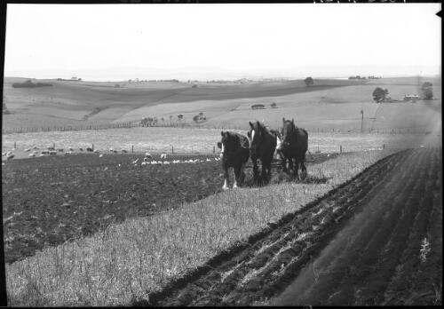 Rural scene Forth [showing three draught horses with plough and fields] [picture] : [North West Coast, Tasmania] / [Frank Hurley]
