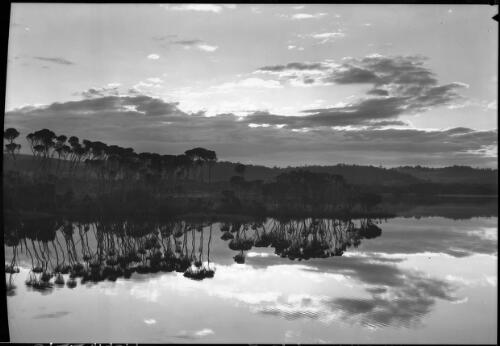 River reflections at Leith [trees by a river] [picture] : [North West Coast, Tasmania] / [Frank Hurley]