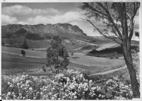 [Mt Roland from Claude Road, with tree and road] [picture] : [North West Coast, Tasmania] / [Frank Hurley]
