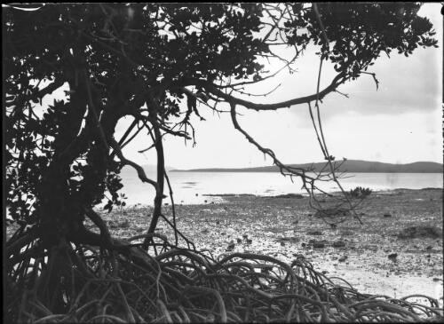 [Tree with exposed roots foreground, mangrove, water lilies, water, distant hills ca. 1938-1947] [picture] : [Tasmania] / [Frank Hurley]
