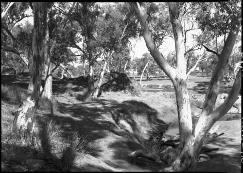 [Trees and river bed by the Finke River?, 1] [picture] : [Central Australia] / [Frank Hurley]