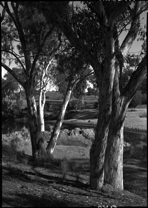 [Trees and river bed by the Finke River?, 2] [picture] : [Central Australia] / [Frank Hurley]