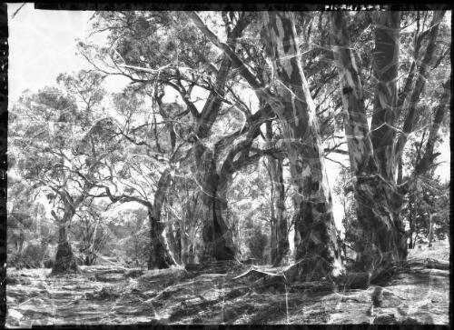 Gum trees, Flinders Range [picture] : [South Australia] / [Frank Hurley]