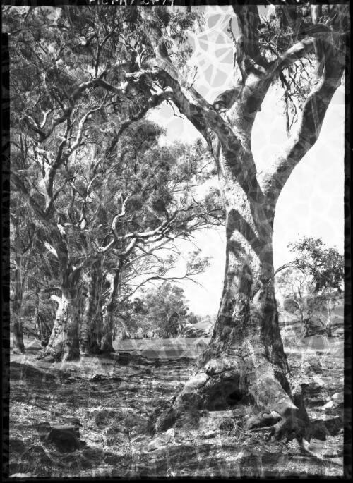 Gum trees, Flinders Range [picture] : [South Australia] / [Frank Hurley]