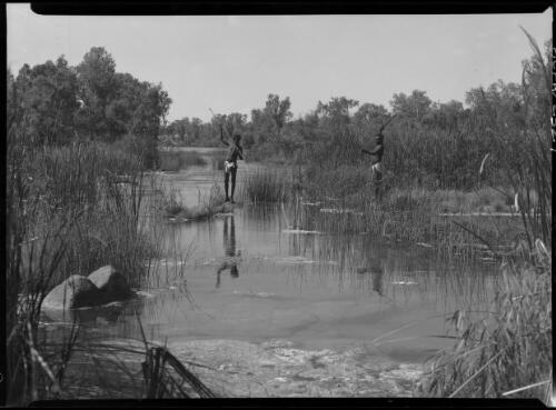 Headwaters Roper R. Mataranka [showing two Aboriginal fishermen with spears in river] [picture] : [Northern Territory] / [Frank Hurley]