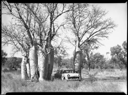 Baobab trees N.T. [with Holden Special station wagon and trailer near windmill over bore] [picture] : [Northern Territory] / [Frank Hurley]
