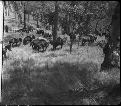 [Horses grazing on grass in tropical bushland] [picture] / [Frank Hurley]