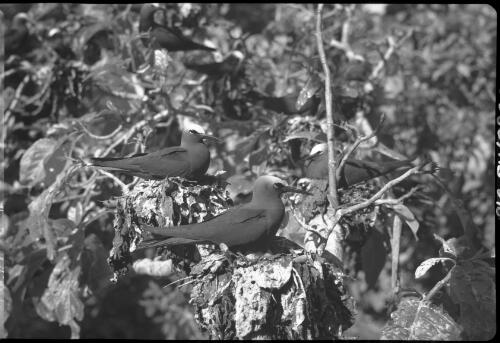 [Birds nesting in tree, 18] [picture] / [Frank Hurley]