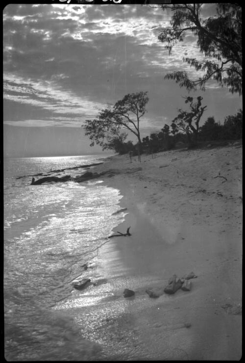[Tree on beach, 2] [picture] / [Frank Hurley]