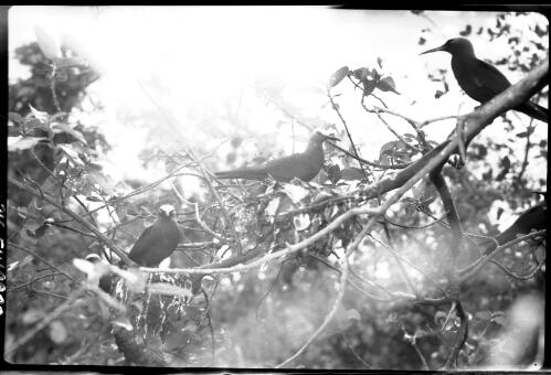 [Birds nesting in tree, 22] [picture] / [Frank Hurley]