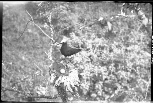 [Birds nesting in tree, 23] [picture] / [Frank Hurley]