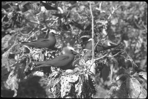 [Birds nesting in tree, 24] [picture] / [Frank Hurley]