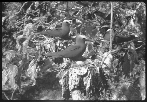 [Birds nesting in tree, 26] [picture] / [Frank Hurley]