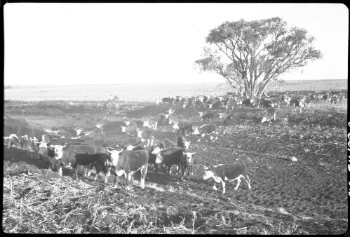 A herd of Herefords on the Queensland Food Corporation's property, Peak Downs, [2] [picture] / [Frank Hurley]