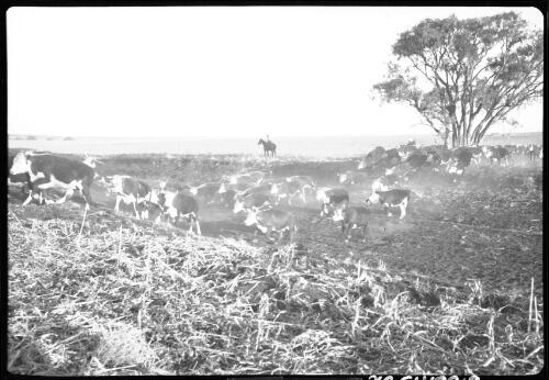 A herd of Herefords on the Queensland Food Corporation's property, Peak Downs, [3] [picture] / [Frank Hurley]