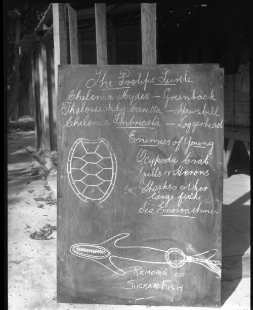The prolific turtle [signboard] [picture] / [Frank Hurley]