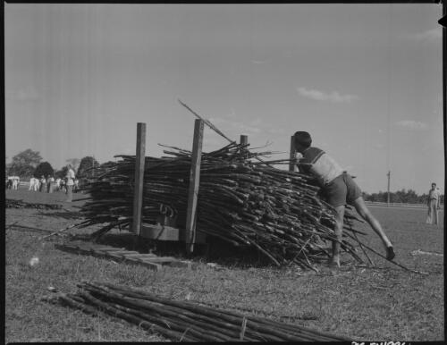 [Man loading sugarcane wholesticks onto rail truck, possibly at a field day exhibition] [picture] / [Frank Hurley]