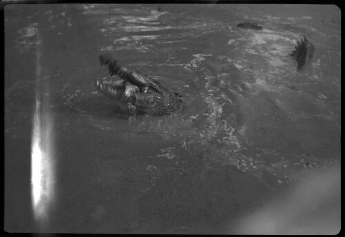 [Crocodile with open jaws in water] [picture] / [Frank Hurley]