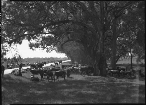[Herd of cattle grazing by roadside under trees] [picture] / [Frank Hurley]