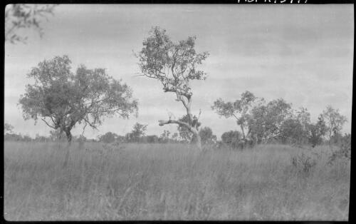 Newcastle Waters, Mitchell grass country, Central Australia, 1927, a station property in the west Barkly region of the Northern Territory [picture] : [Central Australia] / [Frank Hurley]