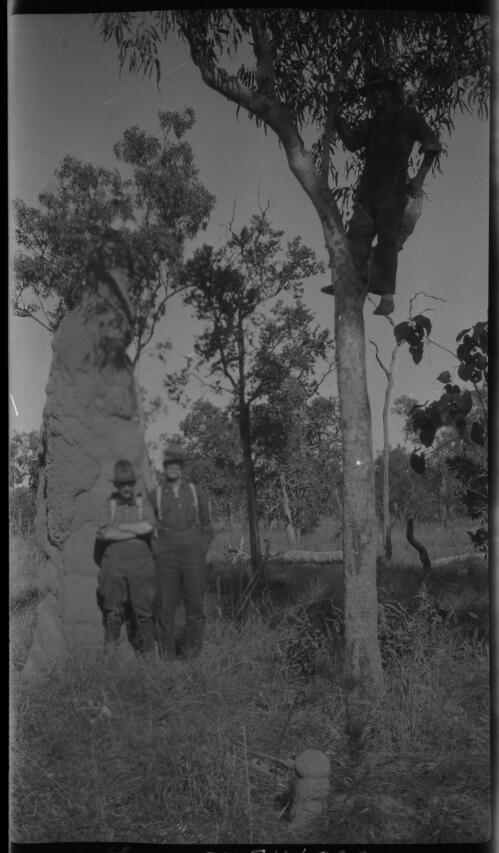 Anthill [ant hill] NT, 1925 [three men, one posing in a tree and an anthill] [picture] : [Central Australia] / [Frank Hurley]