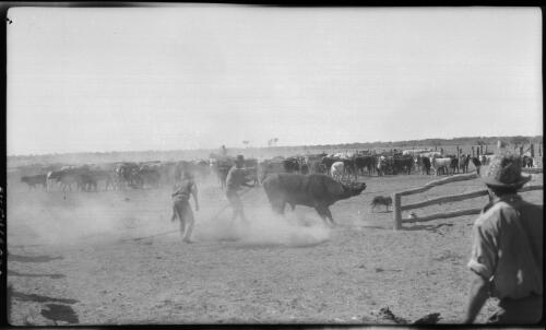 Alexandria, Sturts Plains, Newcastle [branding, men, cattle and a sheep dog] [picture] : [Central Australia] / [Frank Hurley]