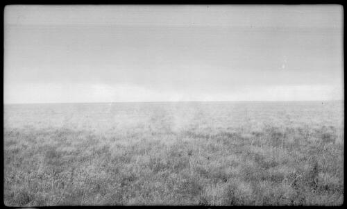 Sturts Plain, Newcastle NT [grassy plain] [picture] : [Central Australia] / [Frank Hurley]
